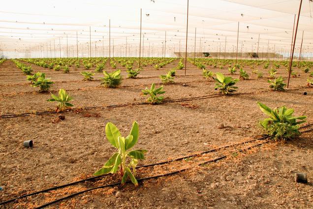 Newly planted young banana plants in a Banana Plantation Dr Newly planted young banana plants in a Banana Plantation Dr
