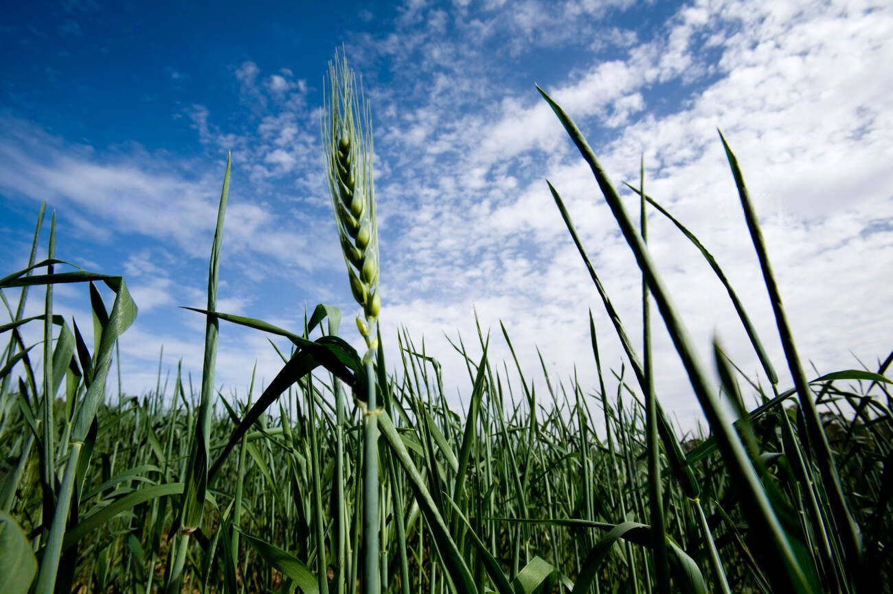 Photograph of a wheat field Photograph of a wheat field