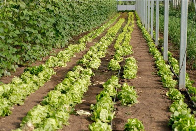 Dominar la cinta de riego por goteo: el método de colocación y los requisitos...